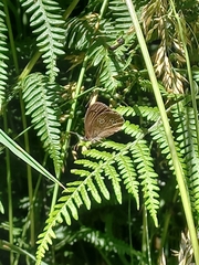 Aphantopus hyperantus