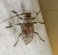 Sternidius punctatus