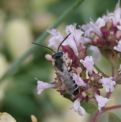 Halictus quadricinctus