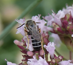 Halictus quadricinctus