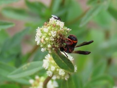 Leucospis slossonae