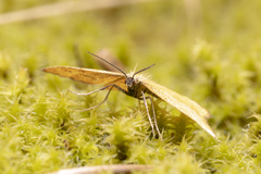 Idaea serpentata