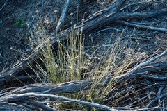 Schoenus subaphyllus