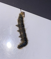 Malacosoma alpicolum