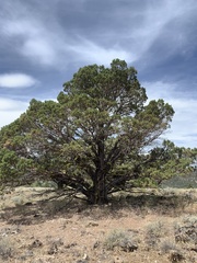 Juniperus occidentalis