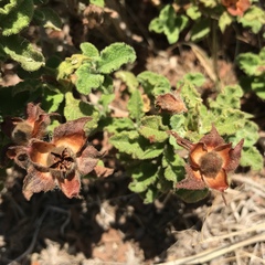 Cistus creticus creticus