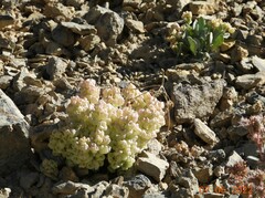 Physaria didymocarpa