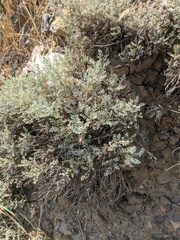 Artemisia taurica