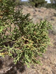 Juniperus occidentalis