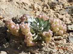 Physaria didymocarpa