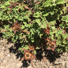 Cistus creticus creticus