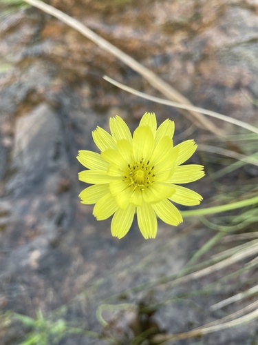 Pyrrhopappus rothrockii
