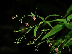 Galium latifolium