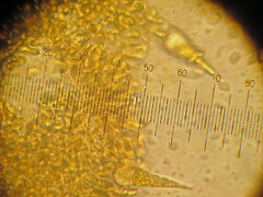 Macrocystidia cucumis leucospora