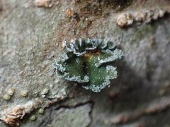 Erioderma