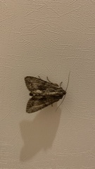 Apamea monoglypha