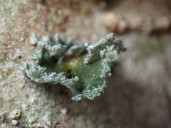 Erioderma