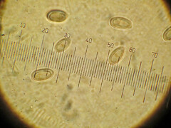 Macrocystidia cucumis leucospora
