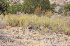Ephedra cutleri