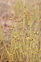 Ephedra cutleri