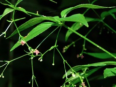 Galium latifolium