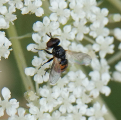 Gymnosoma nitens