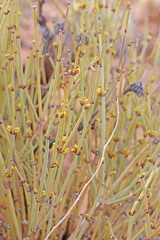 Ephedra cutleri