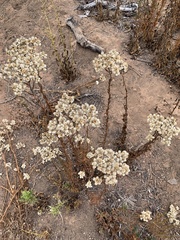 Pseudognaphalium californicum