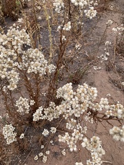 Pseudognaphalium californicum