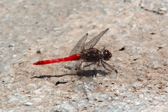 Bradinopyga strachani