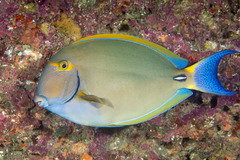 Acanthurus dussumieri