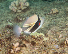 Rhinecanthus rectangulus