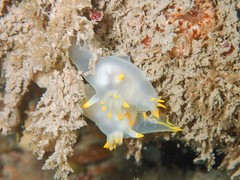 Polycera kernowensis