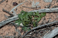 Trachymene cyanopetala