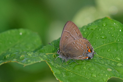 Satyrium calanus