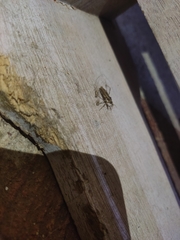 Heteroptera