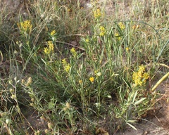 Melilotus sulcatus