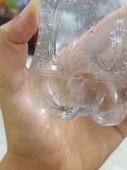 Heteroptera