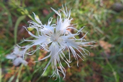 Dianthus arenarius