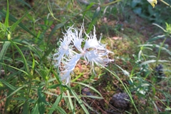 Dianthus arenarius