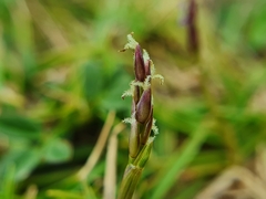 Zoysia