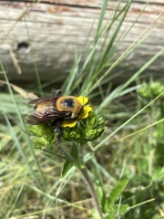 Bombus morrisoni