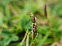 Zoysia