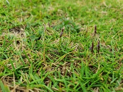 Zoysia