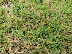 Zoysia