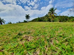 Zoysia