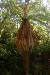 Dicksonia fibrosa