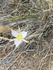 Calochortus macrocarpus maculosus