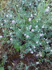 Trifolium arvense