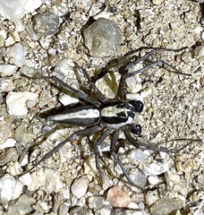 Oxyopes tridens